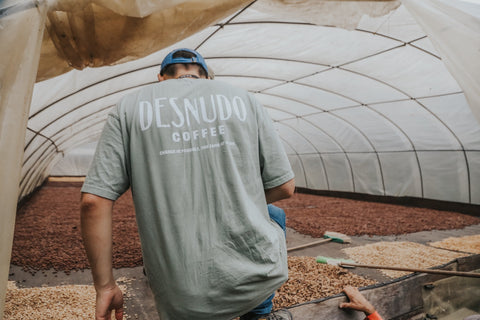 Desnudo Espresso | Community Lot #29 | Traditionalist | Washed | Dry Fruits, Lime, Dark Chocolate🍫