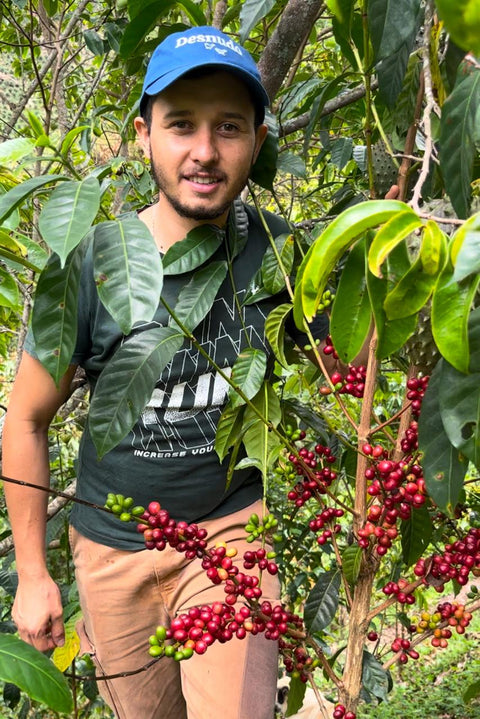 New Papayo - Lot # 61 | Wild | Natural Anaerobic | Grapefruit, Dark Chocolate, Wine 🍷