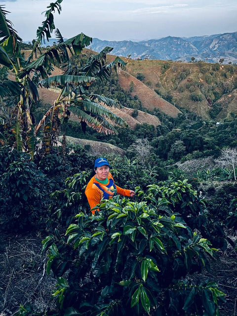 Wush Wush - Lot #58 | Adventurous | Washed | Stone fruits, Floral, Panela
