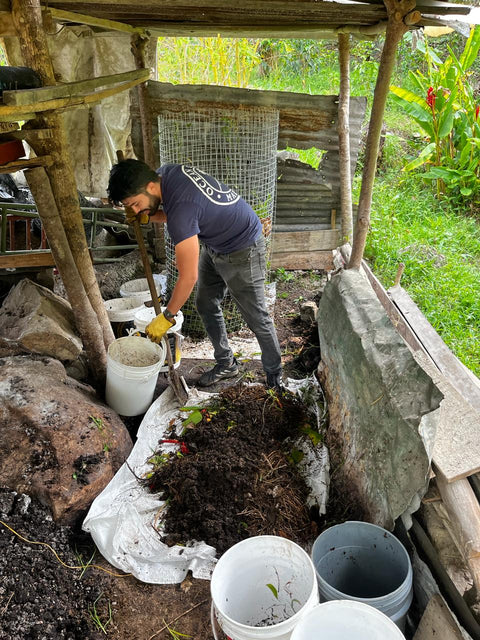 Memo # 9: Do Ants Really Love Cow Poop 💩 That Much?!