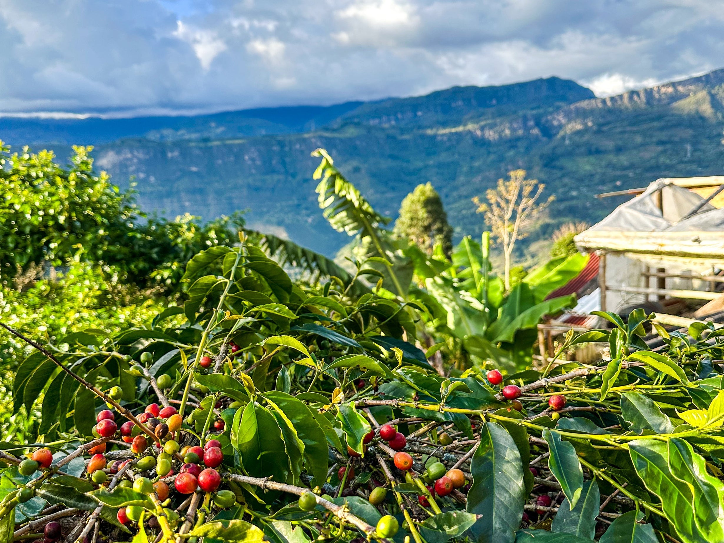 Roaster Vs Roster Can you actually taste the difference between coffee roasted on a cond ...