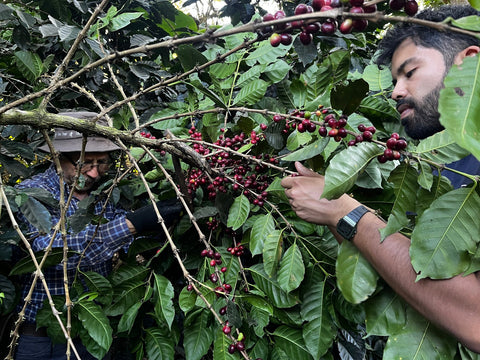 Memo # 8 A Day Harvesting Specialty Coffee