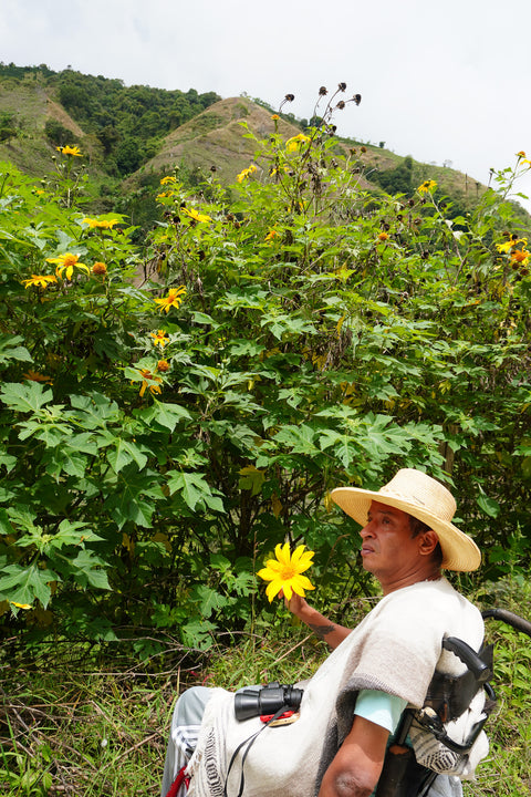 Java | Wild | Natural  |Yellow fruits, green apple, honey 🍏