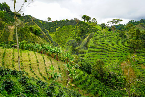 Pink Bourbon |  caramel, orange, nuts 🍊