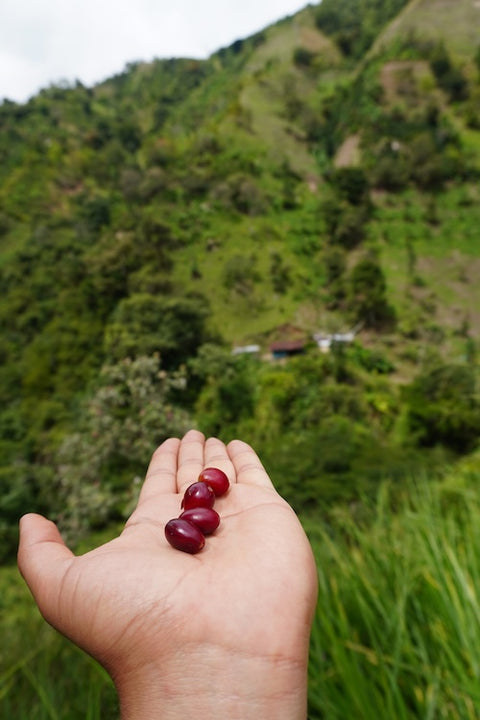 Betico: Finca Esmeralda