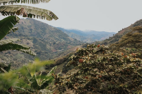 Papayo Natural | dark chocolate, yelllow fruits, panela 🥭