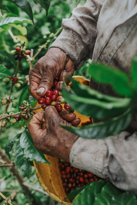 Gesha Natural | Blueberries, mango, floral 🌸