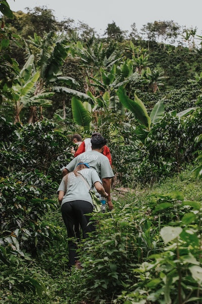 Papayo | Natural | chocolate negro, frutos amarillos, panela 🥭