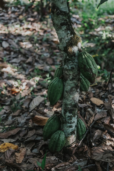 Desnudo Chocolate Bar · 70% Dark