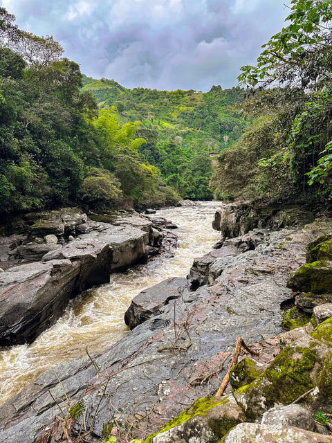 Community Lot | Washed | dark chocolate, toffee and thyme