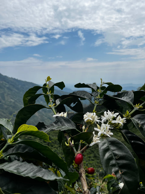 Caturra - Lot # 81  | Traditionalist | Washed | Honey, orange, pepper, chocolate  🍫 [Beautiful in espresso]🍫