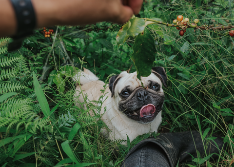 Sidra | cherry, blackberry, jasmine, mango
