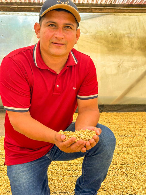 Yellow Caturra - Lot #97 | Washed | brown sugar, vanilla bean, orange 🍫 [Beautiful on espresso]