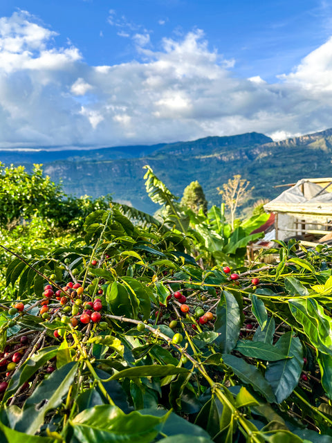 La Laurina (Rare Naturally "Decaf" Beans)