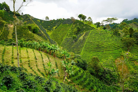 Caramel Apple Java | Washed | green apple, nuts, vanilla